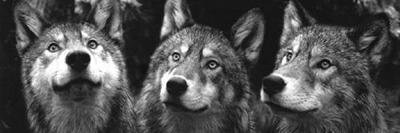 LBeinerte's profile banner image