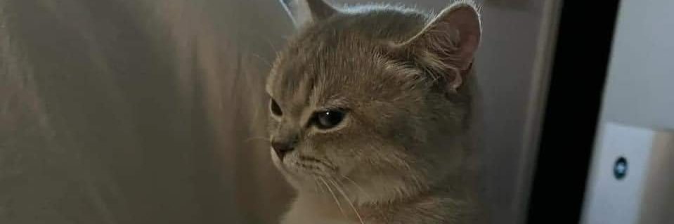 AndiAhlul's profile banner image