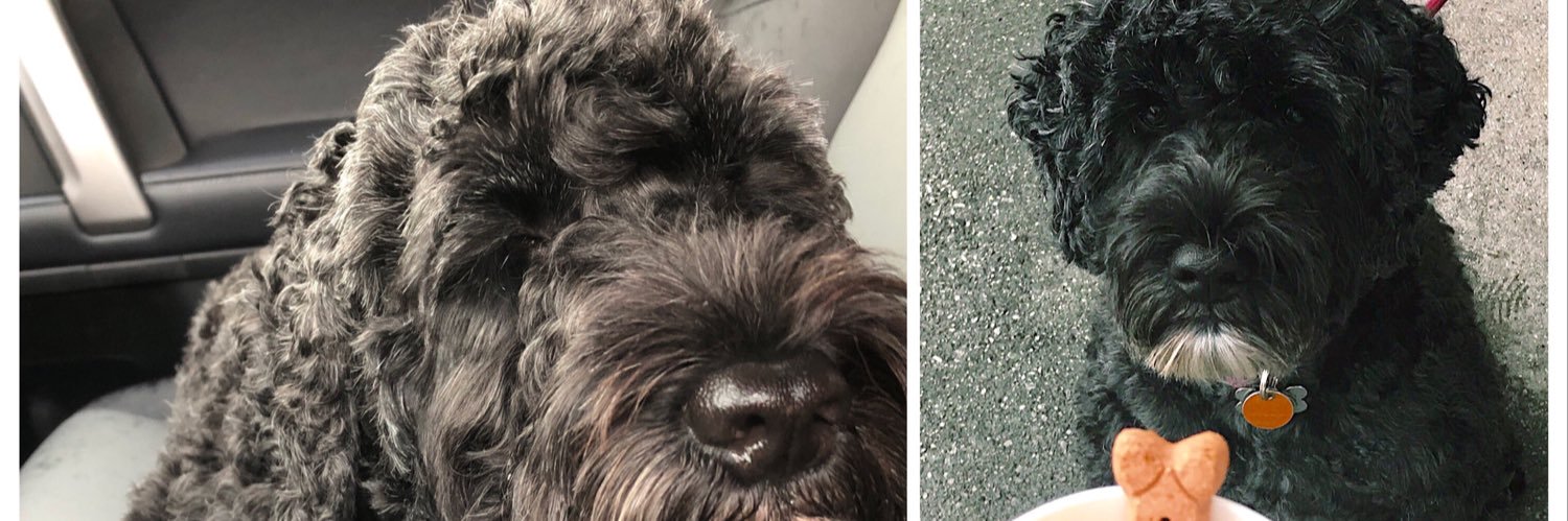 FergiePaws's profile banner image