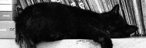 kittenyoobi's profile banner image