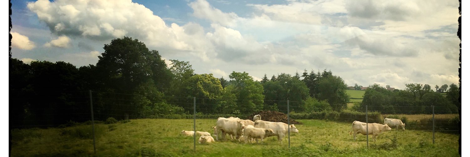 Laura Morgagni banner