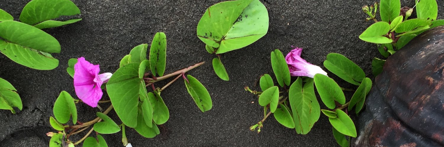 MarinaCorella's profile banner image