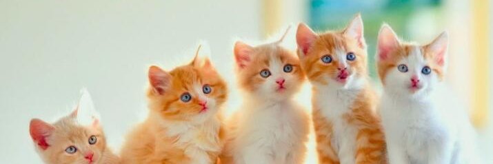 dewieedew's profile banner image