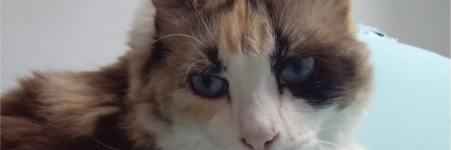 morozeskv's profile banner image