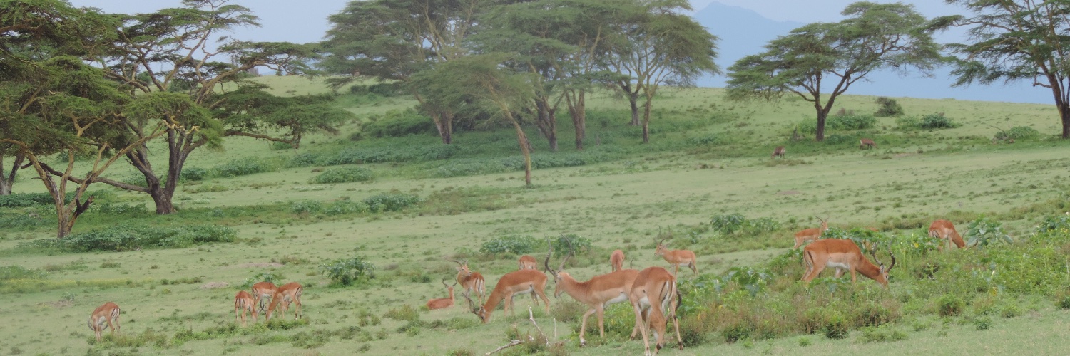 BenKisinga's profile banner image
