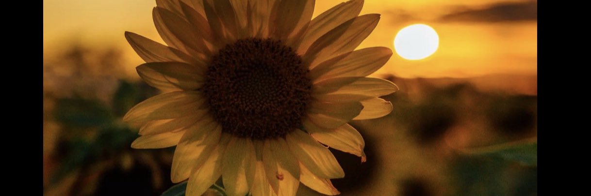 camipazes's profile banner image