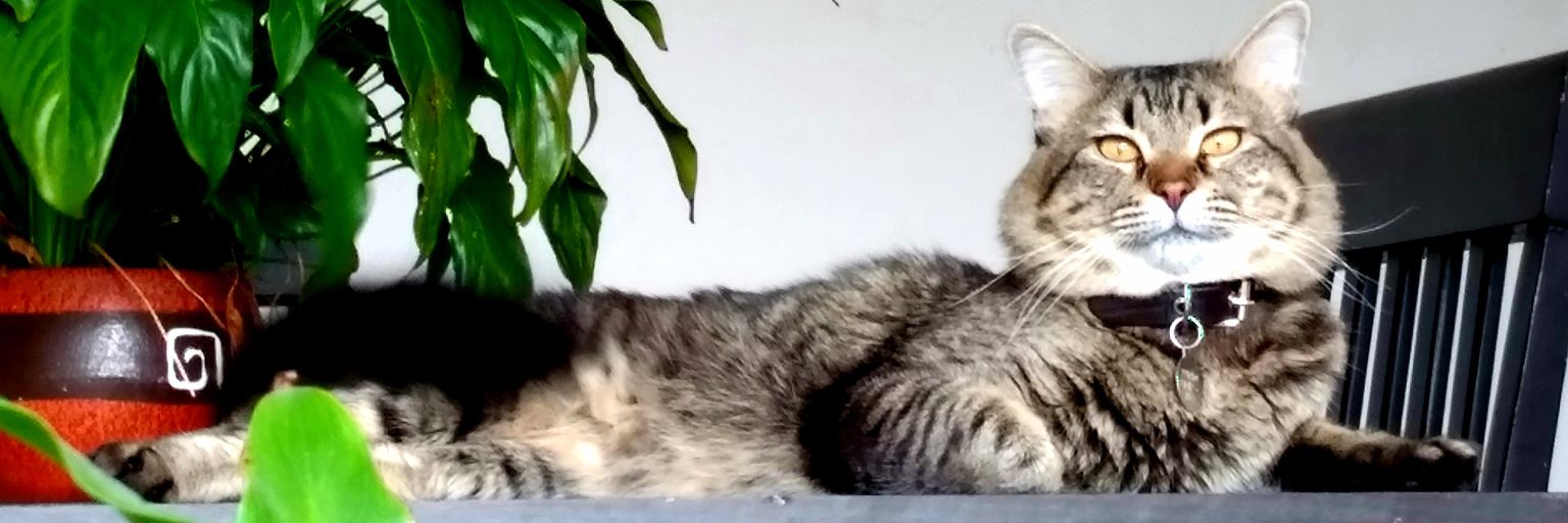 FranciIvan's profile banner image