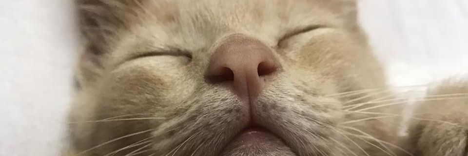 LuzPaez94's profile banner image