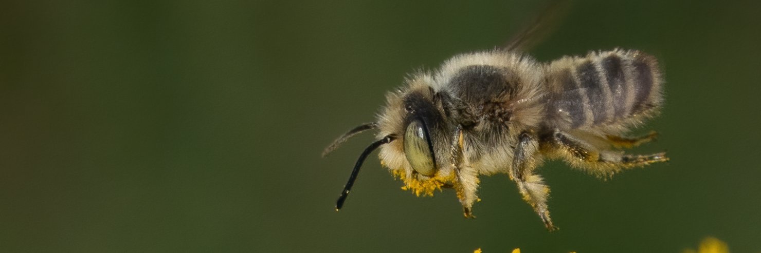 Seasalter birder banner