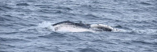 jordanesealey Profile Banner