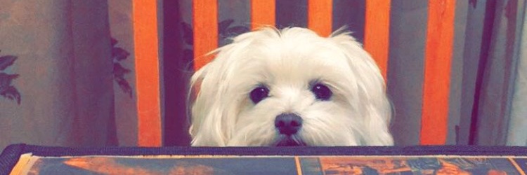 _Genaboo's profile banner image