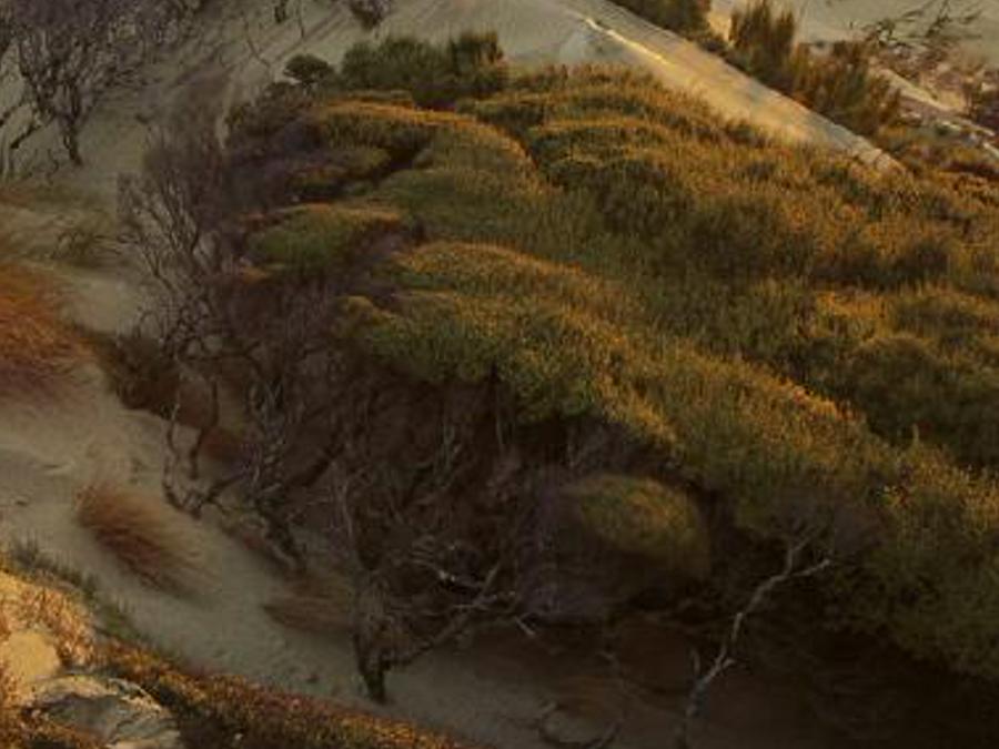 corileduneci's profile banner image