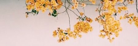 celesteayye's profile banner image