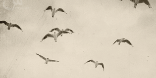 freewing25's profile banner image