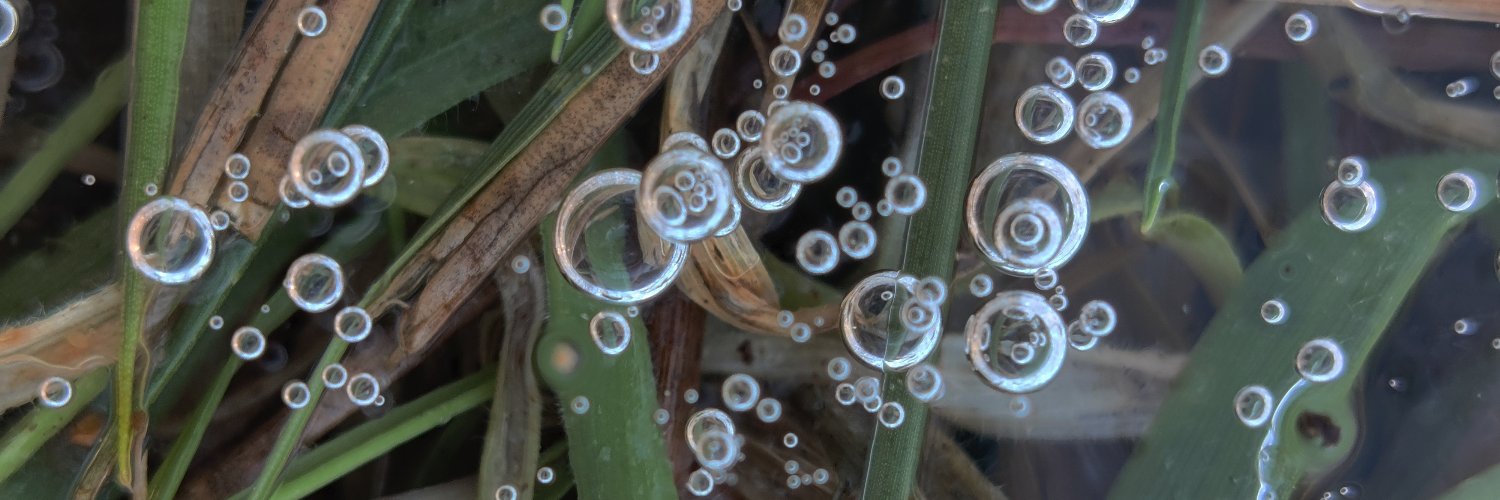 Pseudeis, lae Ronflex qui banner