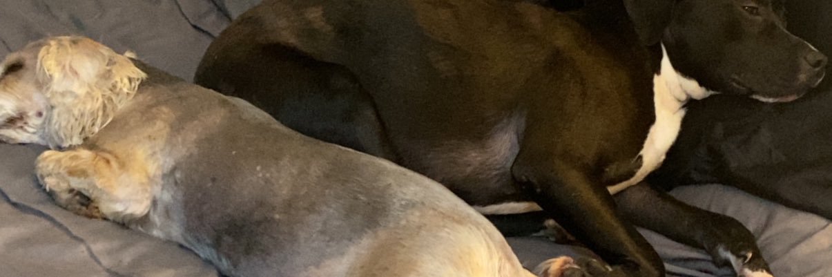 crystalkclark's profile banner image