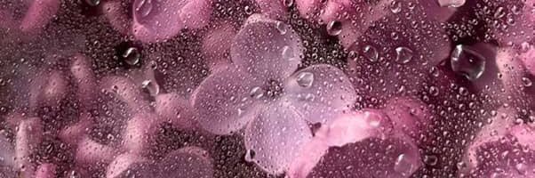 EstrellaVicedo's profile banner image