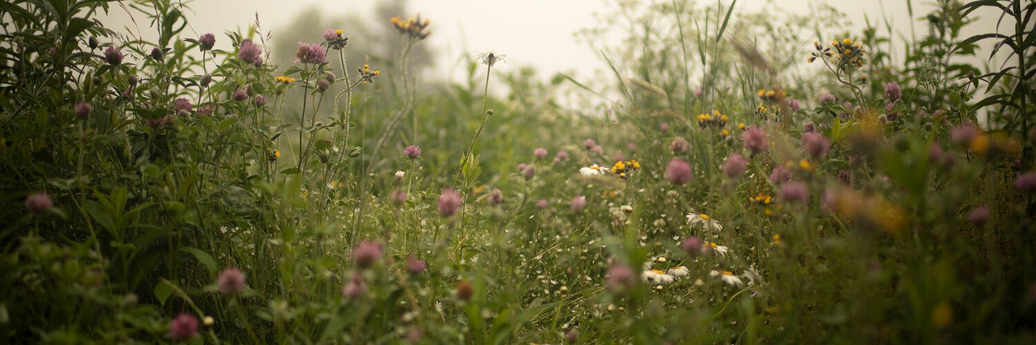 noahdavidsmith's profile banner image