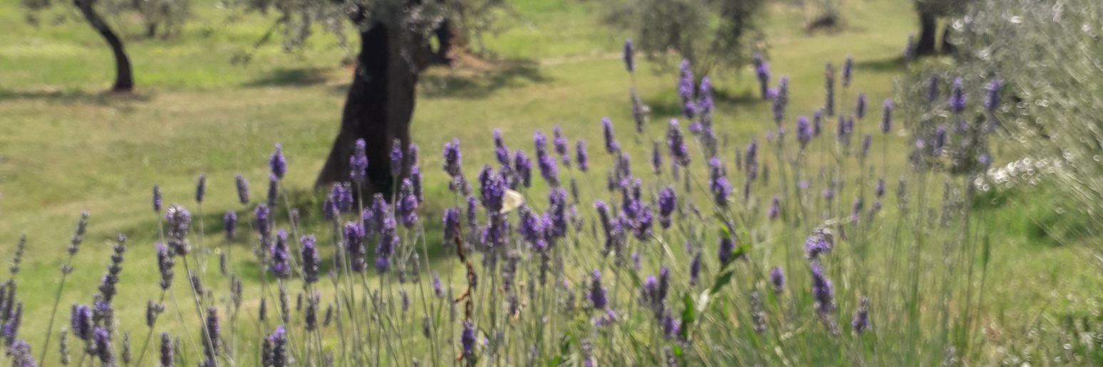 sisrod's profile banner image