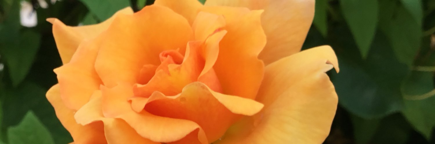 Da Thankful Queendom banner