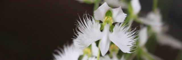 setamin's profile banner image