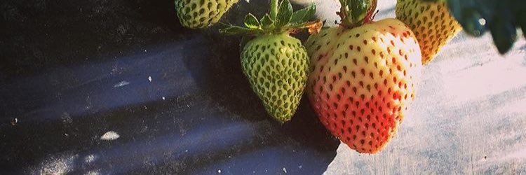 CherryPityyc's profile banner image