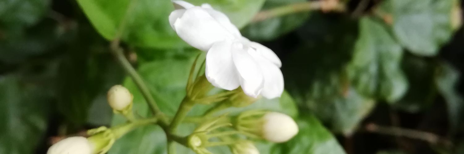 fari1953's profile banner image