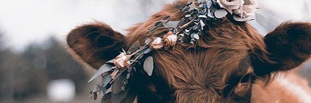 KelsiCartwright's profile banner image
