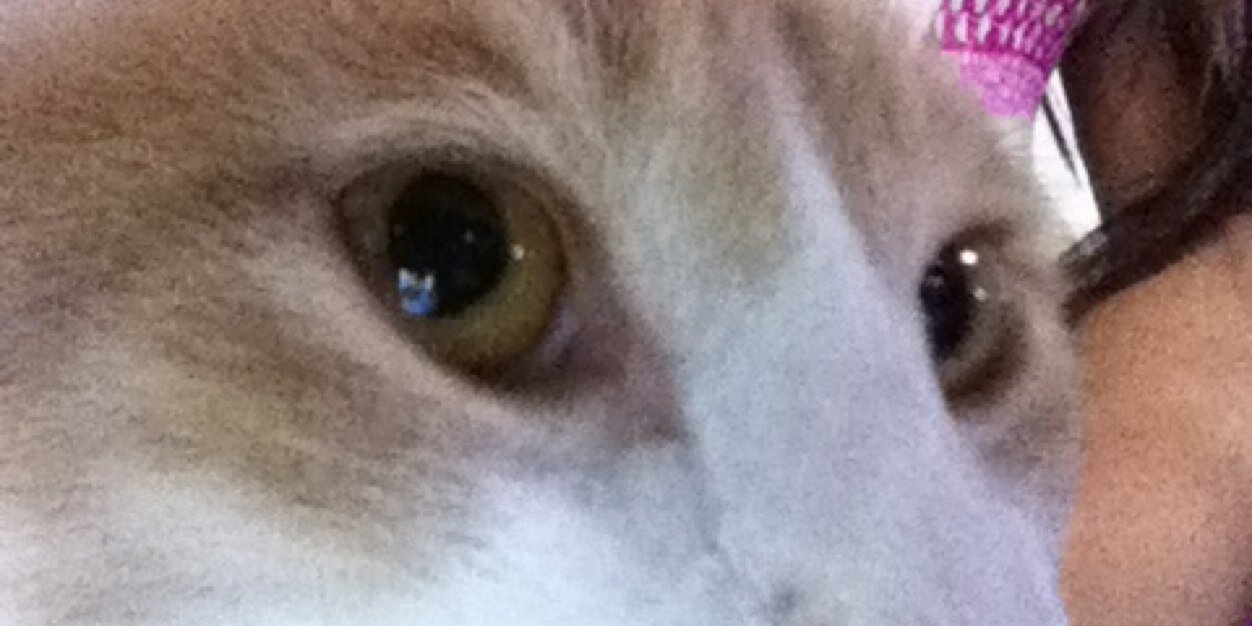 gaby_catzy's profile banner image