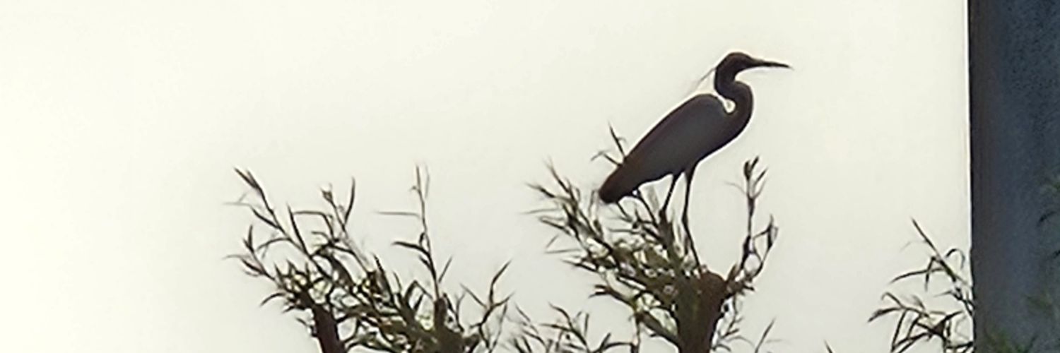 ☆ AقDUS VIقAR ♤ banner