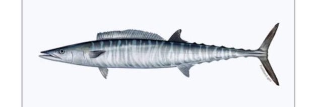 Sal Minella banner