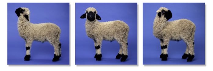 Von & zu Haselschaf  banner