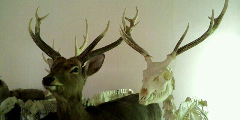 elkvilleplus's profile banner image