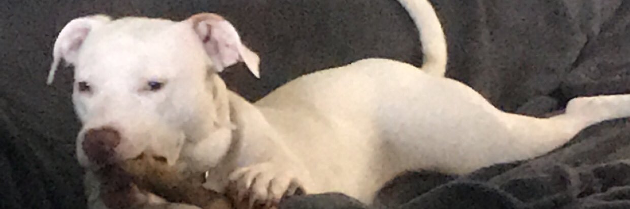 Dylan__Shane's profile banner image