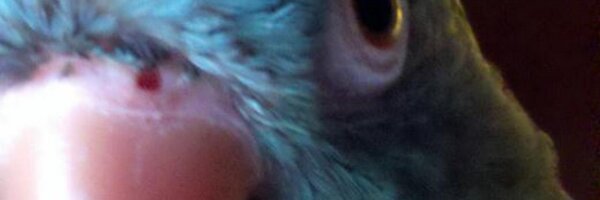 BlutoBird Profile Banner