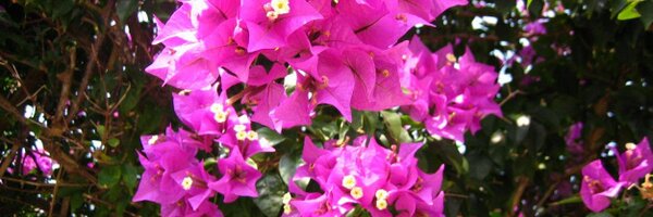 femin1946 Profile Banner