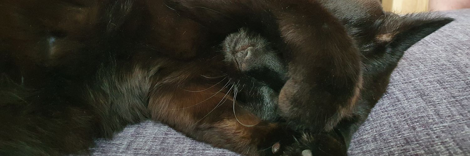 🦄 Miranda 🌈 banner