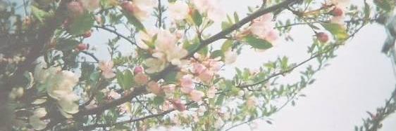 montserratga3's profile banner image