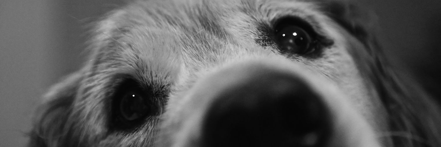 underkoched's profile banner image