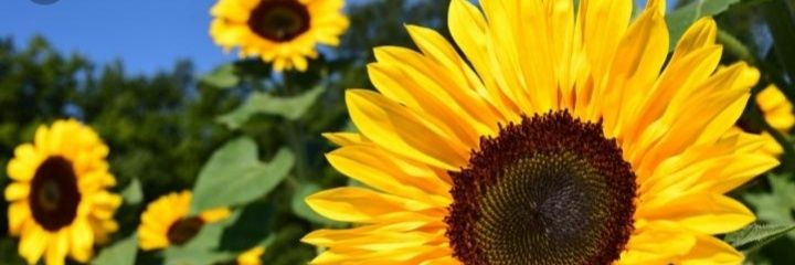 ImDee_Thobs's profile banner image
