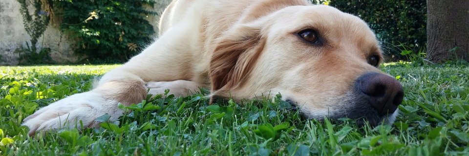marcoalibani's profile banner image
