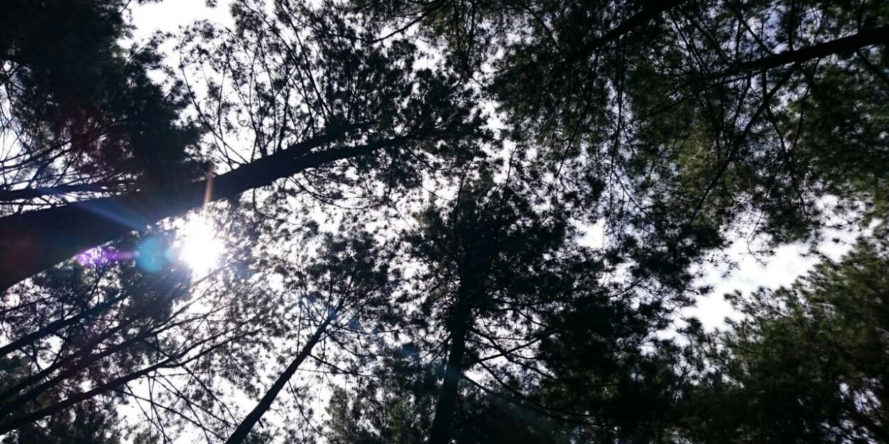 Ladia Inizianti banner