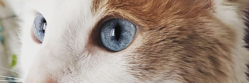 Triketada's profile banner image