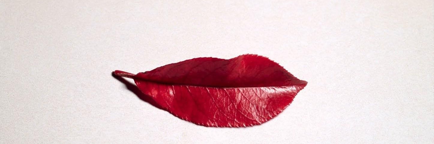 D A N 🌈🐍 banner