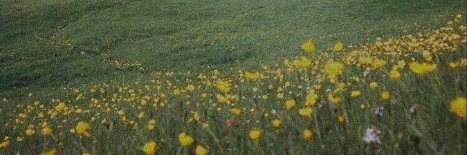 toothdikeey's profile banner image