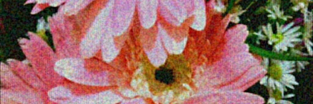 ericcaceae's profile banner image