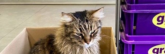 Кот обормот banner