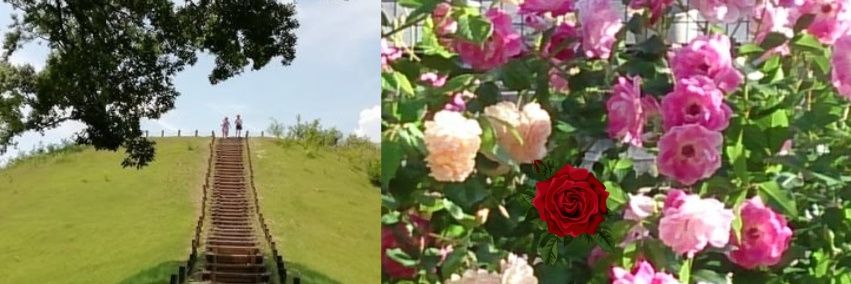 kisochan🌹 banner