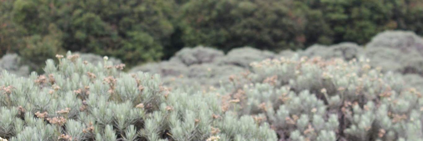 ifatipeh's profile banner image
