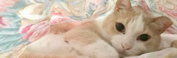 SeamiiC Profile Banner